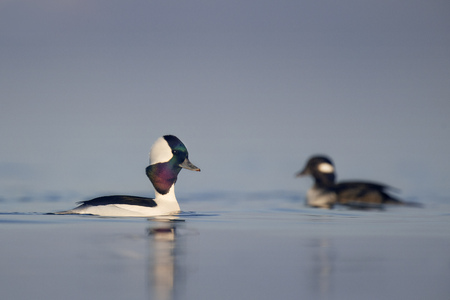 A drake Bufflehead swims along in front of a female as it performs some courtship displays on a calm...