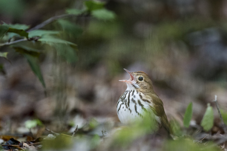 An Ovenbird sings loudly as it sits on the forest floor with some green leaves around it.の写真素材