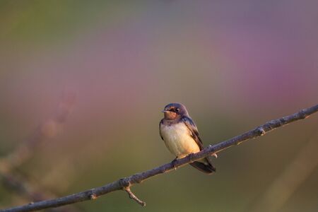 A Barn Swallow perched in the early morning sunlighton a small branch in front of a soft purple...