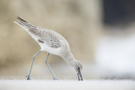 A Willet is feeding with its beak in the sand on the beach under overcast light.の写真素材