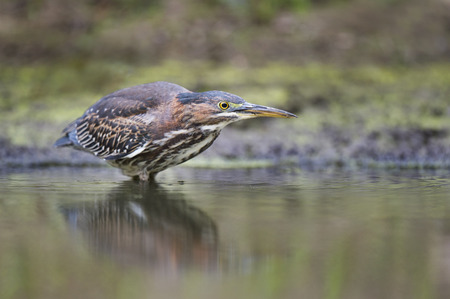 A Green Heron very intently stalks its prey in the shallow water along the edge of a small pond.の写真素材