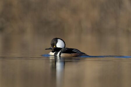 A drake Hooded Merganser swims along in the early morning sunlight on a calm pond.の写真素材