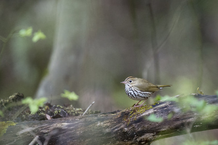 An Ovenbird perches on a log with some moss growing on it in the forest with soft overcast light.の写真素材