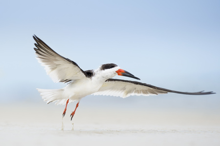 A small bit of sand lifts into the air as a Black Skimmer takes off from the beach.