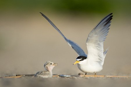 An adult Least Tern flaps its wings just after it dropped off a sand eel on the beach for its young and tiny chick to eat.の写真素材