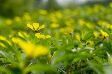 A single yellow flower stands out against a field of bright yellow and green flowers and plants.の写真素材