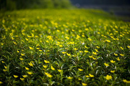A large field of small yellow wildflowers with just the front flowers in focus and fading to soft out of focus flowers.の写真素材