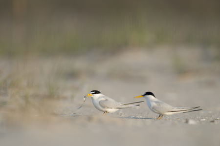 A male Least Tern holds a fish while performing courting behavior on a sandy beach early in the morning.の写真素材