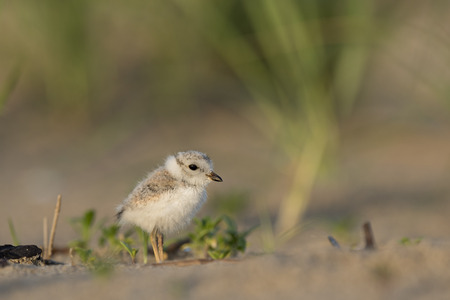 An endangered cute and tiny Piping Plover chick stands on a sandy beach in the early morning...