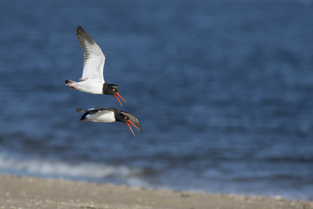 A pair of American Oystercatchers fly over the beach calling loudly on a bright sunny morning.の写真素材
