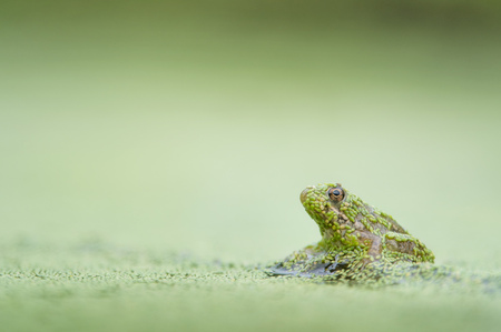 A small frog sits covered in duckweed on a submerged stick against a smooth green background.の写真素材