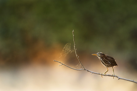 A Green Heron perches on an open branch with a spider web early one morning as the sun is rising behind it.の写真素材