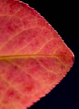 Close detailed macro of a brightly colored fall leaf showing the texture, veins and patterns.