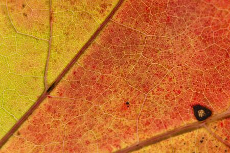 Close detailed macro of a brightly colored fall leaf showing the texture, veins and patterns.
