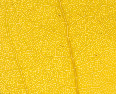 Close detailed macro of a brightly colored fall leaf showing the texture, veins and patterns.
