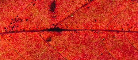 Close detailed macro of a brightly colored fall leaf showing the texture, veins and patterns.の写真素材
