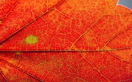 Close detailed macro of a brightly colored fall leaf showing the texture, veins and patterns.