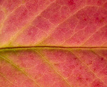 Close detailed macro of a brightly colored fall leaf showing the texture, veins and patterns.