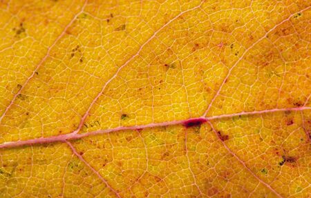Close detailed macro of a brightly colored fall leaf showing the texture, veins and patterns.