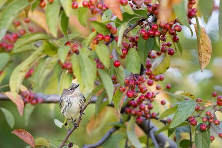 A Yellow-rumped Warbler perches in a tree filled with bright red berries and some colorful fall leaves.の写真素材