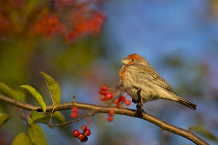 A male House Finch sits perched on a branch full of red berries as the early morning sun shines on...