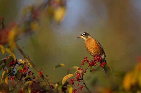 An American Robin perches on a branch covered in bright red berries in the beautiful early morning sunlight on a crisp fall morning.の写真素材