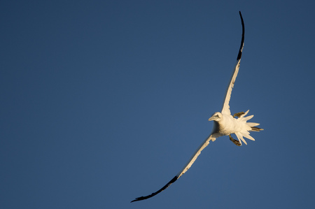 An adult Northern Gannet makes a hard bank in the air while flaring its tail feathers against a clear blue sky with bright morning sunlight.の写真素材