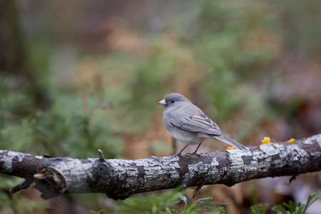 A Dark-eyed Junco is perched on a textured branch in a forest with soft overcast lighting.の写真素材