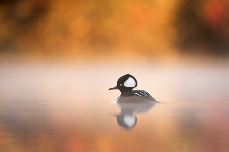 A male Hooded Merganser floats on a calm pond with fog hanging around him surrounded by vivid fall colors.の写真素材