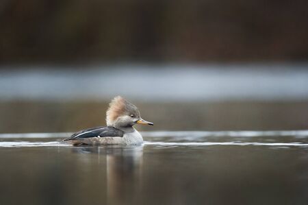 A female Hooded Merganser floats along on the surface of a calm pond early one morning in overcast light.の写真素材