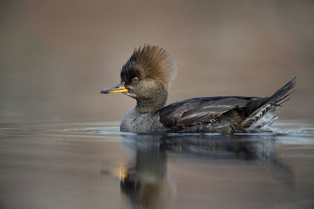 A female Hooded Merganser floats on a calm pond in the soft afternoon sunlight with a smooth brown...