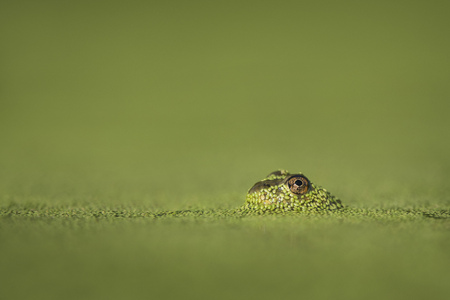 A small frog surfaced through the bright green duckweed to reveal its large eye.の写真素材