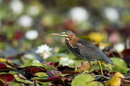 A Green Heron walks across the bright green lilly pads on a sunny day.の写真素材