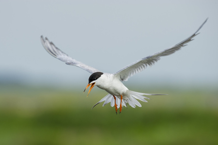 A Forsters Tern hovers in the air while it calls loudly in search of small fish in the water below.の写真素材