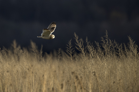 A Short-eared Owl flies low over a field on a sunny afternoon over tall brown grass.の写真素材