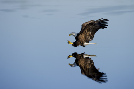 A Bald Eagle with its talons out glides over the mirror like surface of the water.の写真素材