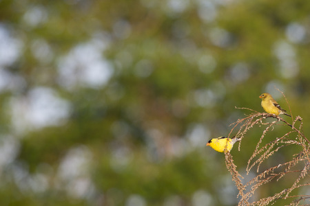 A pair of American Goldfinches hang on a small branch in the early morning sun against a green and...