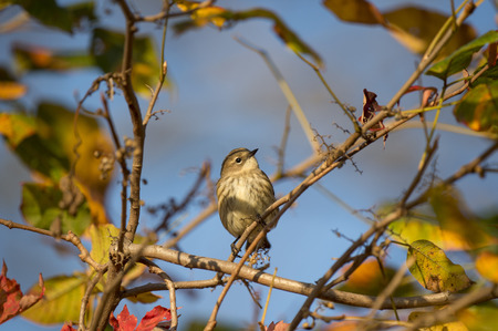 A Yellow-rumped Warbler is perched in a small opening surrounded by colorful fall leaves and a blue sky.の写真素材
