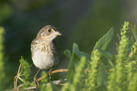 A close up portrait of a Seaside Sparrow perched in a green bush.