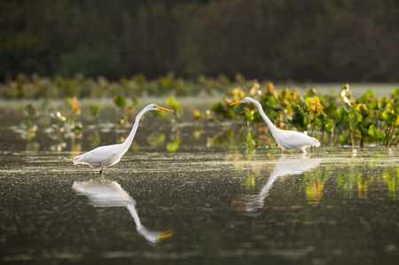 A pair of Great Egrets hunt in the shallow water with green water plants in the background.の写真素材