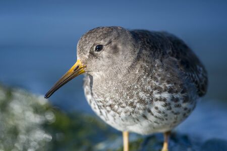 A close up portrait of a Purple Sandpiper on a bright sunny day with a smooth blue background.の写真素材