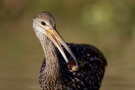 A Limpkin stands in shallow water after pulling a shellfish out of the water and holding it in its beak.の写真素材