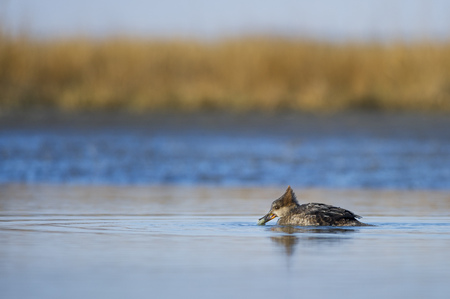 A female Hooded Merganser sits on the surface of the water with a small fish in its beak.の写真素材