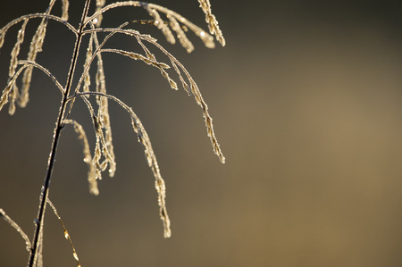 A tall brown grass is covered in morning frost as the sun shines on it from behind against a smooth brown background.の写真素材