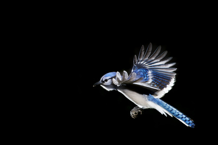A brightly colored Blue Jay flying with its wings stretched out against a solid black background.の写真素材