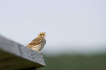 A Savannah Sparrow singing its chorus while perched on a wooden railing.の写真素材