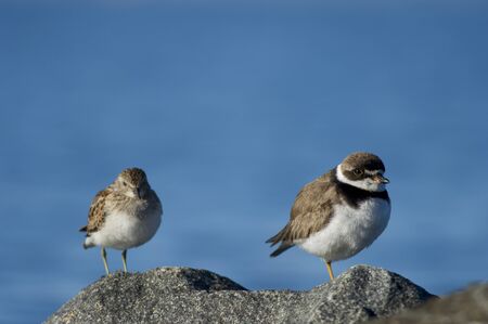 A Semipalmated Plover and Least Sandpiper stand together on a rock on a bright sunny day.の写真素材