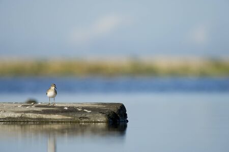 A tiny Least Sandpiper stands on a partially submerged log on a bright sunny day.
