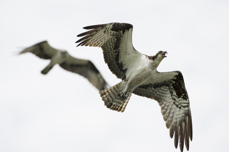 A pair of Osprey fly against an all white sky. One of the birds is calling out loudly.