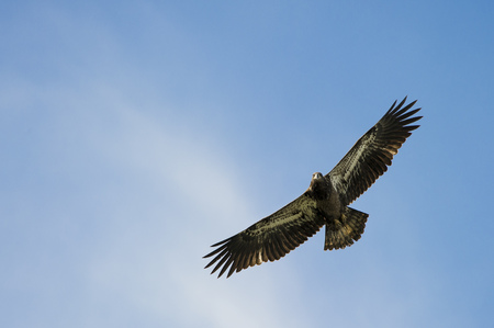 A Juvenile Bald Eagle soars overhead with its wings stretched out against a soft blue sky.の写真素材